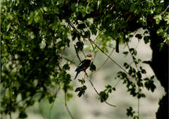 Halcyon leucocephala