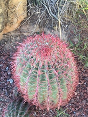 Ferocactus pilosus