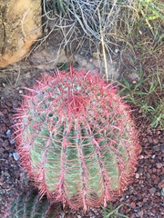 Ferocactus pilosus