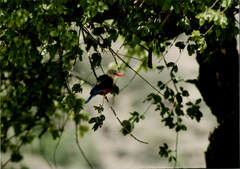 Halcyon leucocephala