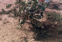 Chamaeleo calyptratus