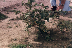 Chamaeleo calyptratus