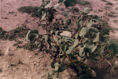 Chamaeleo calyptratus