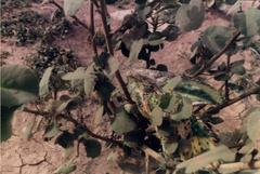 Chamaeleo calyptratus