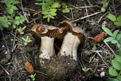 Cortinarius flavobasilis