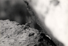 Pseudotrapelus sinaitus