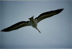 Pelecanus rufescens