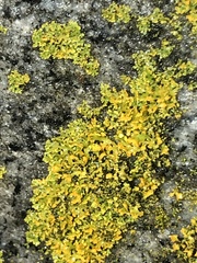 Xanthomendoza weberi