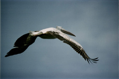Pelecanus rufescens