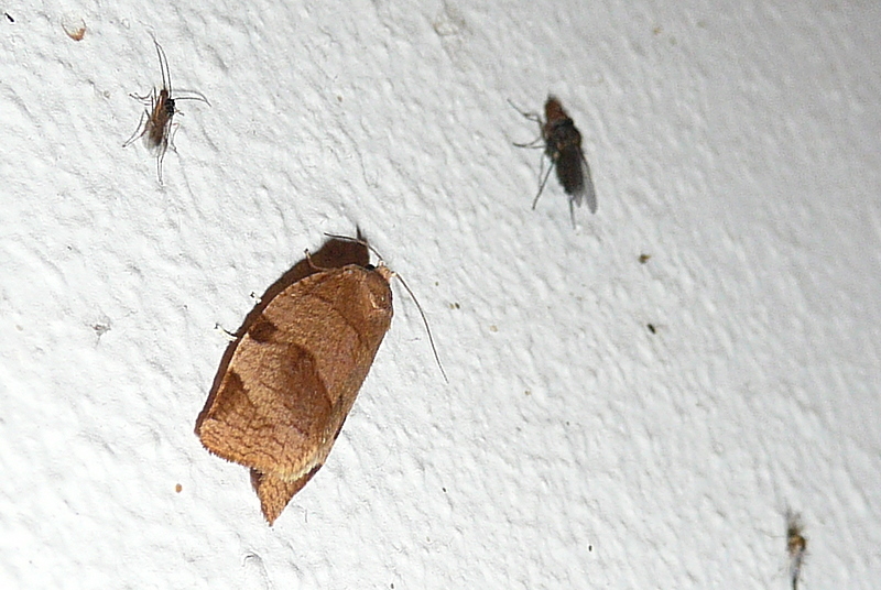Great Tortrix