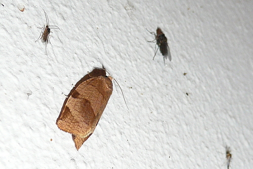 Great Tortrix