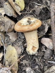 Lactarius zonarius