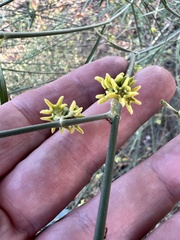 Leptadenia pyrotechnica