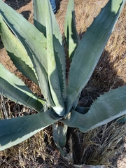 Agave