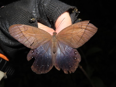 Pierella lamia chalybaea