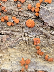 Amphilogia gyrosa