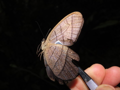 Pierella lamia chalybaea