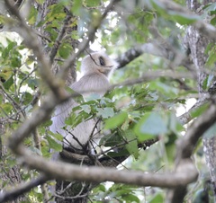 Semnopithecus hypoleucos