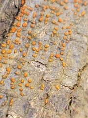 Amphilogia gyrosa