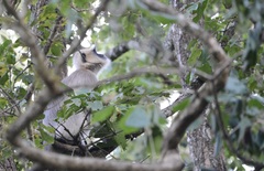 Semnopithecus hypoleucos