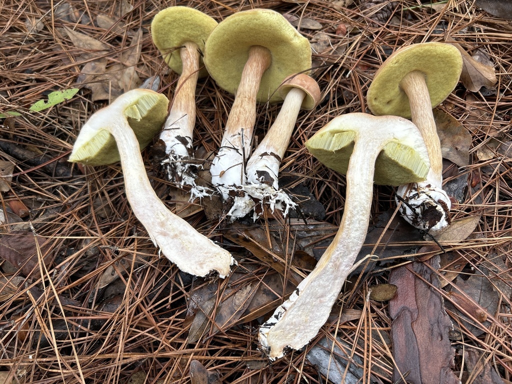 Boletus projectelloides