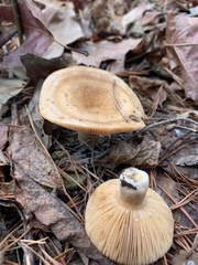 Lactarius deliciosus