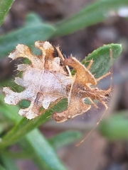 Pephricus