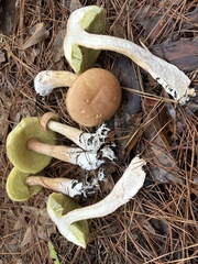 Boletus projectelloides