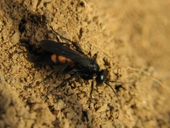 Anoplius viaticus
