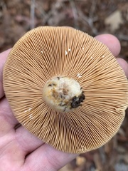 Lactarius deliciosus