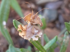 Pephricus