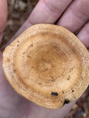 Lactarius deliciosus