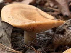 Lactarius deliciosus