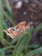 Pephricus