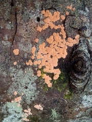 Nectria cinnabarina