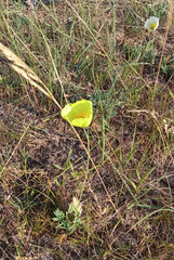 Papaver nudicaule