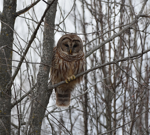 Barred Owl photographed in Indiana