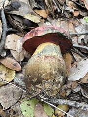Rubroboletus lupinus