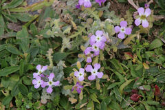 Matthiola tricuspidata