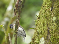 Picumnus granadensis