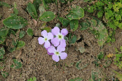 Matthiola tricuspidata