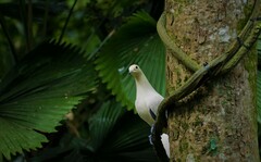 Ducula bicolor
