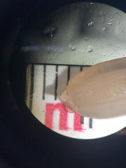 Leptosynapta tenuis