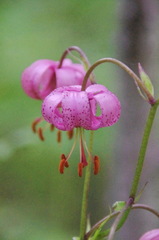 Lilium martagon pilosiusculum