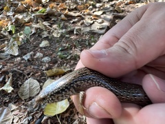 Chalcides ocellatus