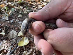 Chalcides ocellatus