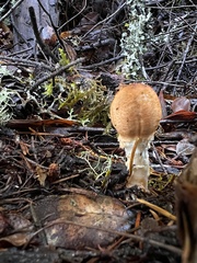 Lepiota spheniscispora