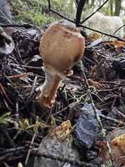 Lepiota spheniscispora