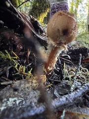 Lepiota spheniscispora
