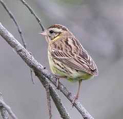 Emberiza aureola
